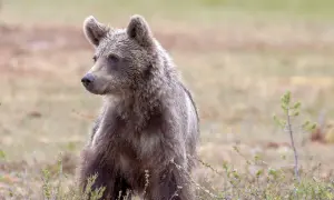 Młody niedźwiedź brunatny siedzi w trawie. Czy w Górach Sowich są niedźwiedzie? Ten obrazek może być dowodem!