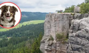 Uśmiechnięty piesek w okręgu, na tle skalistych Gór Stołowych. Czy można wprowadzić psa na szlaki w parku narodowym?