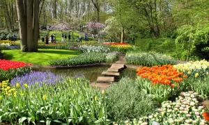 Keukenhof: Magiczny czas kwitnienia tulipanów. Kiedy jechać, by zachwycić się widokiem?