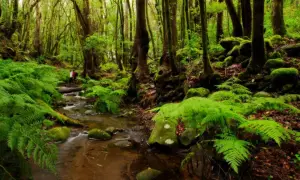 Mglisty las laurowy na La Gomera, z paprociami i strumieniem. Gęsta roślinność i mrok mogą być przyczyną błądzenia.