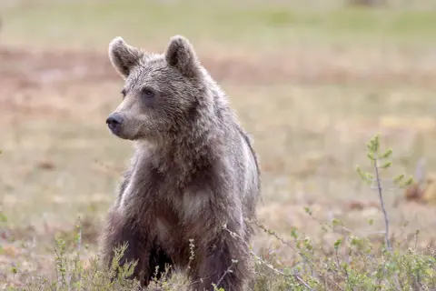 Młody niedźwiedź brunatny siedzi w trawie. Czy w Górach Sowich są niedźwiedzie? Ten obrazek może być dowodem!