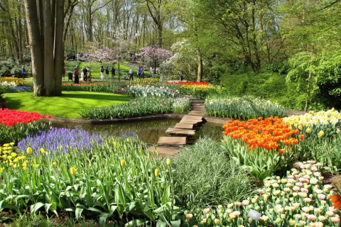Keukenhof: Magiczny czas kwitnienia tulipanów. Kiedy jechać, by zachwycić się widokiem?
