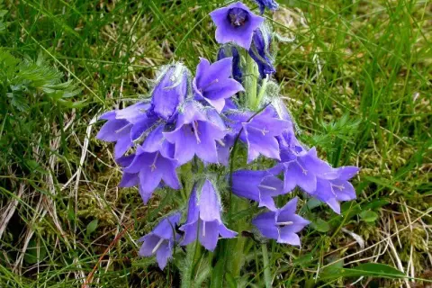 Dzwonek alpejski w Tatrach: fascynująca flora wysokogórska
