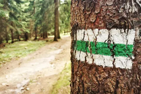 Znak szlaku turystycznego (biało-zielony) namalowany na korze drzewa w lesie.