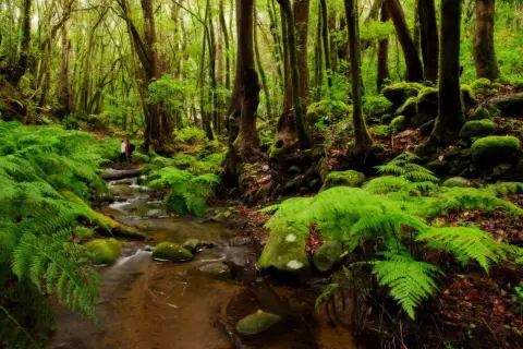 Mglisty las laurowy na La Gomera, z paprociami i strumieniem. Gęsta roślinność i mrok mogą być przyczyną błądzenia.