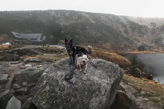 Dwa psy na skale w górach. Czy warto brać psa w Tatry Wysokie? Przepisy i ograniczenia.