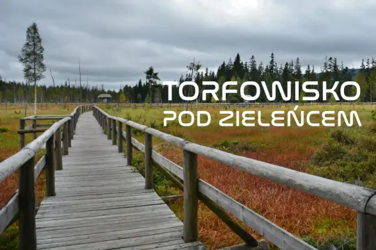 Drewniana kładka prowadzi przez malownicze torfowisko pod Zielencem. Idealne miejsce, by jak zaplanować trasę edukacyjną i poznać unikalną przyrodę.