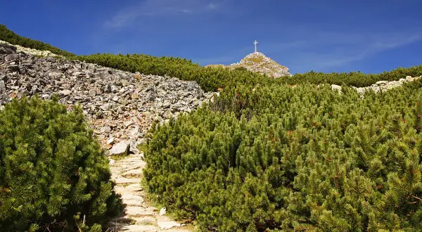 Kamienista ścieżka wśród kosodrzewin prowadzi ku szczytowi Giewontu z krzyżem. Ile się idzie na Giewont z Kuźnic? To piękna trasa!