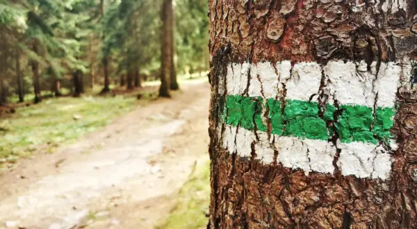Znak szlaku turystycznego (biało-zielony) namalowany na korze drzewa w lesie.