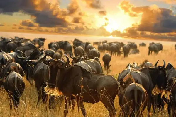 Kenia: Idealne terminy podróży, które musisz znać przed wylotem